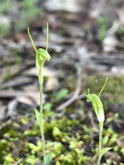 Two dwarf greenhood orchids maybe talking to each other on a blurry leaf litter background