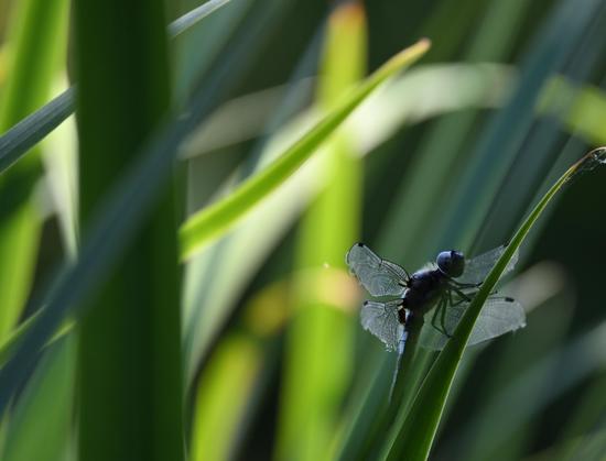 Une libellule posée sur une grande herbe haute. Elle est presque à la verticale et regarde vers le haut. Ses deux paires d'ailes se dessinent nettement de chaque côté de son corps, et on distingue leur motof délicat. En fond, d'autres herbes vertes, et certaines sont dans un rayon de lumière.