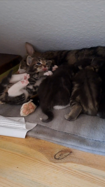 Ein drei Wochen altes Kitten liegt neben seinen Geschwistern und der Mutterkatze und schleckt sein rechtes Vorderbein. Zum Schluss knabbert er an den Krallen seiner linken Pfote. Alles ist noch etwas unkoordiniert und unbeholfen.