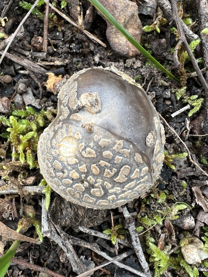 A mushroom shaped fungi with a patterned metallic top on leaf litter and moss