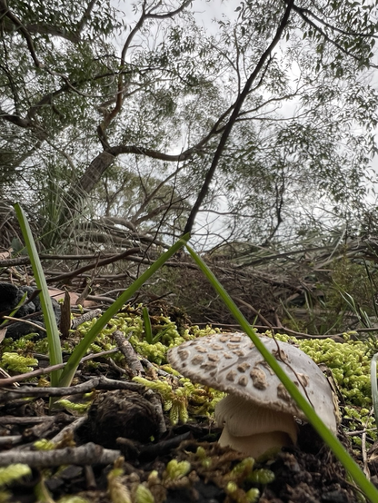 A view of the mushroom from the side showing it has a skirt. The background is eucalypt tree branches.
