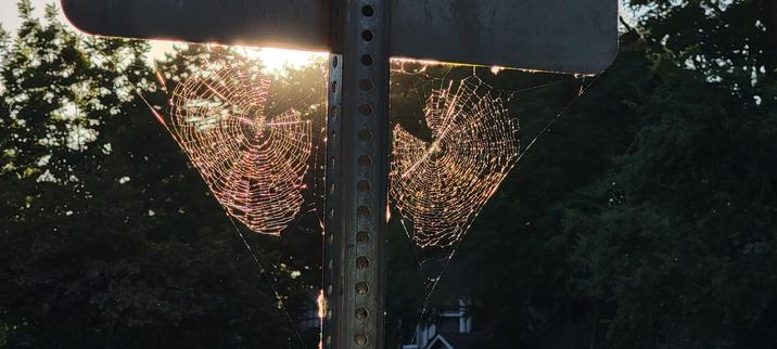 Two spider webs hanging from a crossing sign on either side of and connected to the central metal sign post. The webs are radial and concentric, backlit by orange evening sunlight, glistening gold.