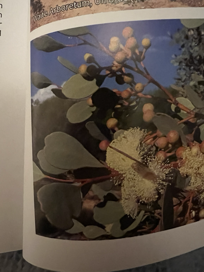 Picture of a eucalypt tree with heart-shaped leaves.