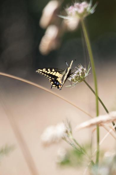 We don't see all that many butterflies in the neighborhood.  But this one was worth seeing.  It's bright yellow and black with some neon blue dots on its edges.  It's sipping from one of those fiddly white-and-pale-pink Queen Anne's lace type flowers that are invasive here.  A brownish-pink stem arches across the frame below the butterfly and some other pastel-colored flowers, too blurry to identify, bloom above and below.
