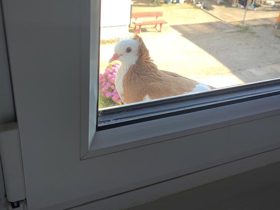 The corner of a window, a white and brown pigeon sits on the outside sill and looks at me. The brown neck feathers are a little ruffled, vaguely resembling a jacket collar. It looks clean and well cared for.