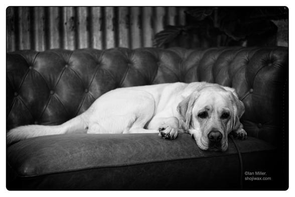 Monochrome photo of a lab dog laying on an old leather sofa.