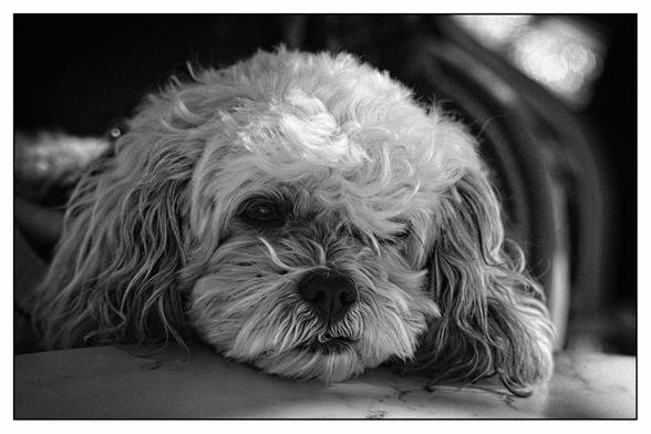 Monochrome photo close up of the face of a scruffy dog.
