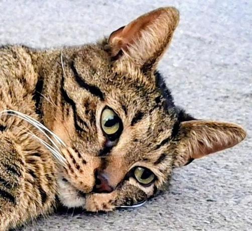 Op deze foto de kop van kat Moos, die met de ogen open op de vloer ligt.