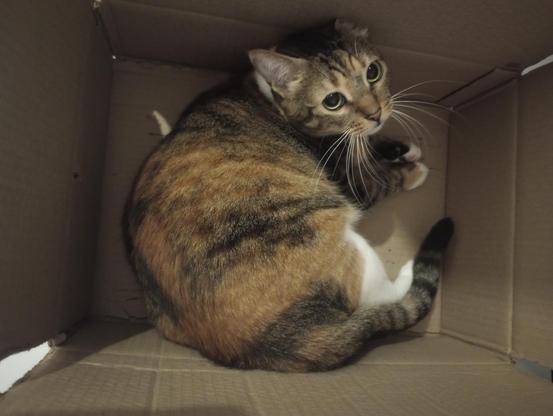 My cat, Nina, enjoying a cardboard box