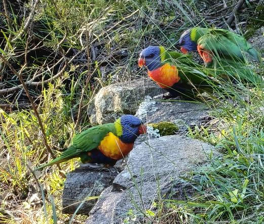 I saw these rainbow lorikeets sitting on a mossy and licheny rock amongst native shrubs and grasses (and some weeds) and my mind jumped straight to the B52s' Rock Lobster.

Three rainbow lorikeets sit on a low rock ledge. They have bright blue/purple heads and undercarriages, orange and yellow chests, orange beaks, a bright lime stripe around the back of their heads and bright green backs and wings