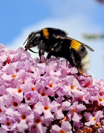 Op de foto een hommel, op een vlinderstruik.