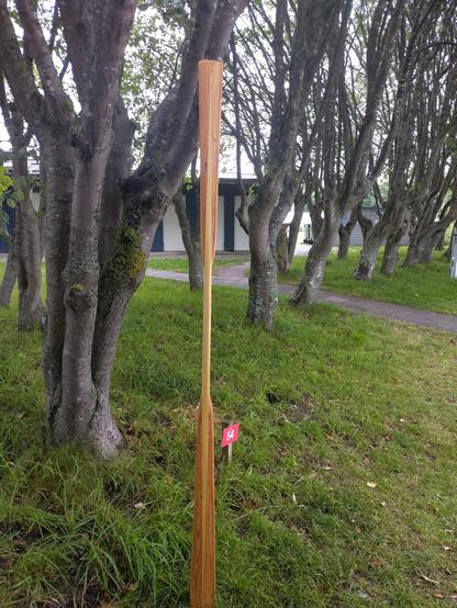 A greenland paddle.put up against some treetrunk