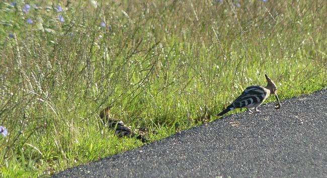 Einer verschwindet ins Gras, eine schnappt sich die Raupe