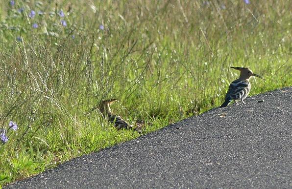 W. denkt nach, Raupe liegt wieder auf dem Asphalt.