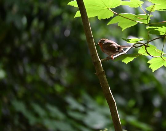 Photo d'un rouge-gorge tout rond posé sur une petite branche. Il est vers le haut à droite, posé sur une petite branche. La branche porte quelques feuilles à droite, et rejoint à gauche une plus grosse branche qui barre la photo d'en haut au milieu vers en bas à droite. Le fond de l'image est très flou, vert foncé et donne une forme un peu contrique, en demi-cercle qui vient plus ou moins encadrer le rouge-gorge.
