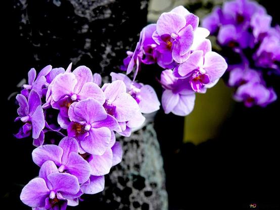 Lilac orchids growing on a tree stump