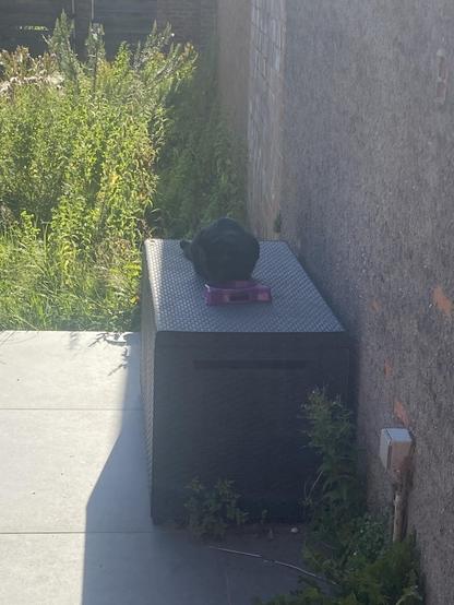 Black cat sitting in the shade on a yardbox eating treats.
