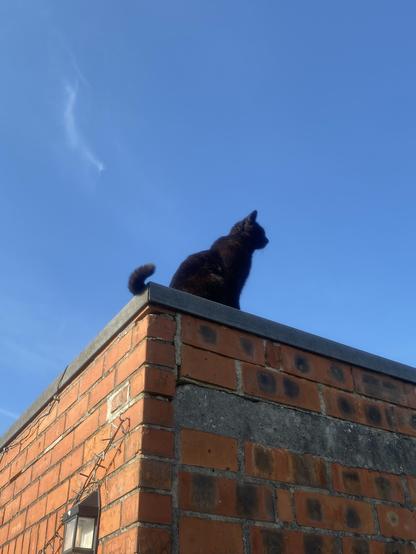 Black cat on the corner of a garage, outlined against a clear blue sky. His curled tail is visible over the edge.