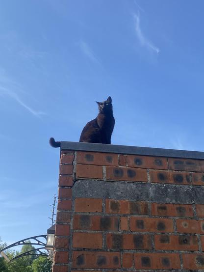 Slightly different angle. You can see his yellow eyes looking off in the distance.