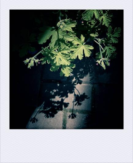 Leaves in sunlight.