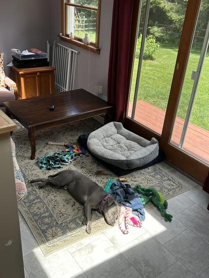 A dog sleeping with his face in a sunbeam. There’s a nice enough table in the background which is moved to the side so he can have space.