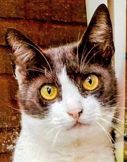 Op deze foto Tommie, de kat van de buren, hij zat door het keukenraam te kijken.