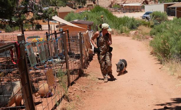 A small pig walking down a red dirt path with a caretaker