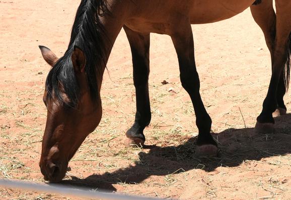 A horse with its head down, grazing. Its long black mane is partially covering its face.