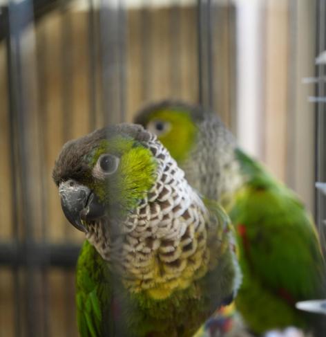 Two black-capped conures, seen through the bars of a bird cage. The one in front has its head tilted slightly, in a sort of a pose. The one in the back is mostly hidden and seems indifferent to the camera.