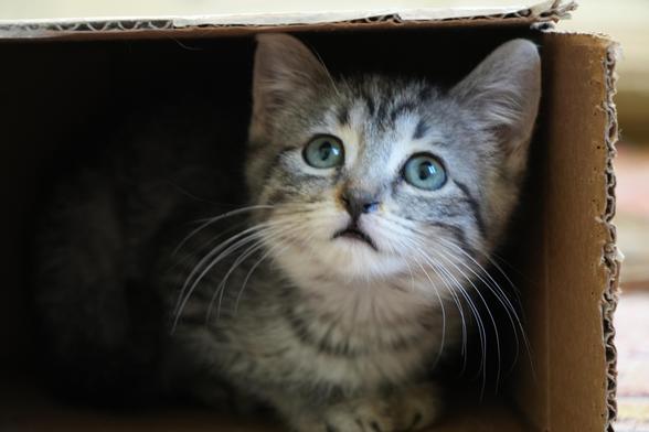 A grey and black tabby kitten with beautiful blue eyes. She is crouched inside an overturned cardboard box, which is just big enough for her, and has signs of being gnawed on. She is looking slightly upwards, which gives her a look that is both serious and adorable at the same time.