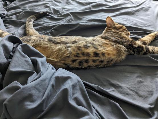 A golden-brown Bengal cat with dark spots and rosettes is stretched out asleep on a rumpled dark grey bed sheet. The cat's body is fully extended in a relaxed position with eyes closed, front paws reaching forward and hind legs stretched back. Ringed tail curves slightly upward.