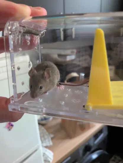 a smol mouse in a transparent plastic live trap