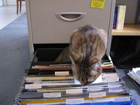 a tabby kitty searching through a file cabinet for documents