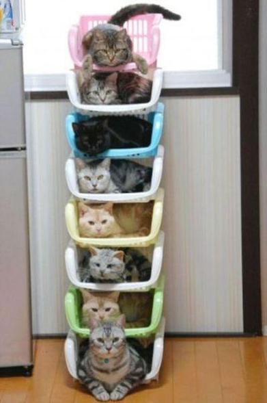 a stack of baskets, each with one kitty