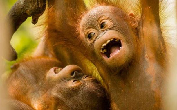 The lengthy childhood of endangered orangutans is written in their teeth The lengthy childhood of endangered orangutans is written in their teeth
