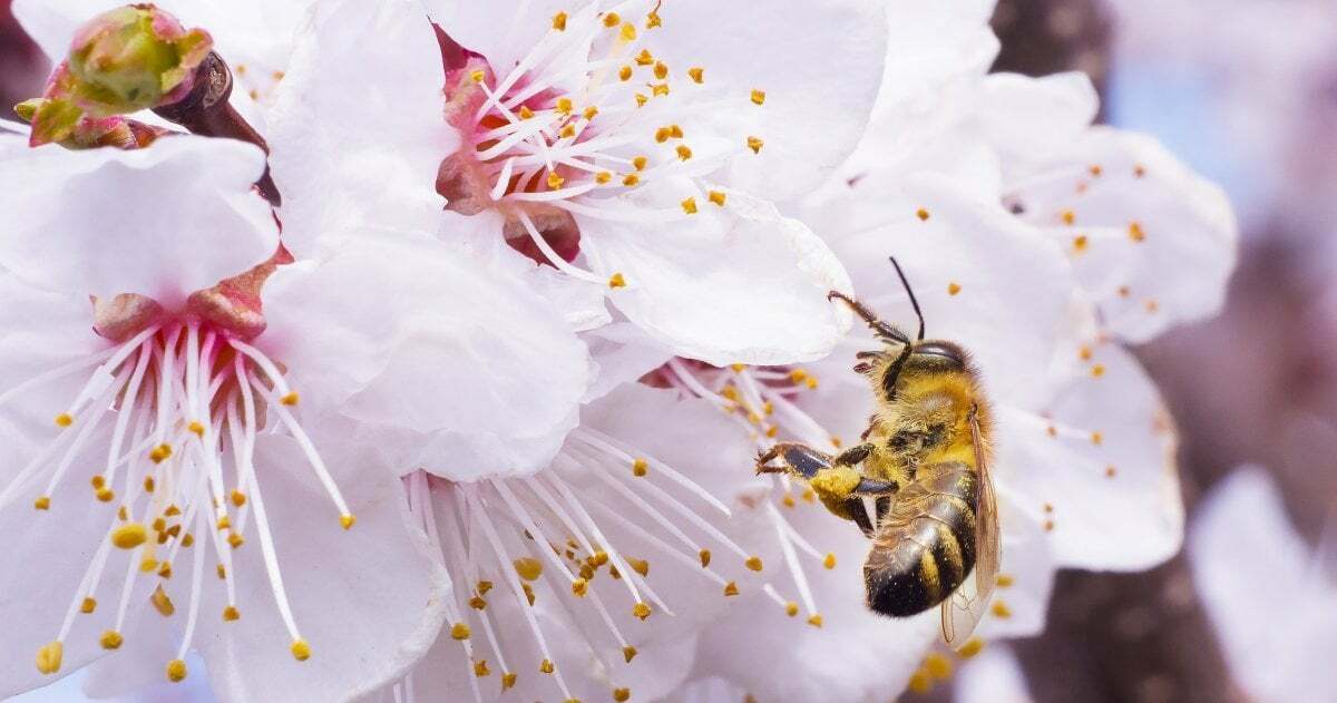 Eine Honigbiene sitzt auf einer rosafarbenen Blüte und sammelt Pollen und Nektar ein.