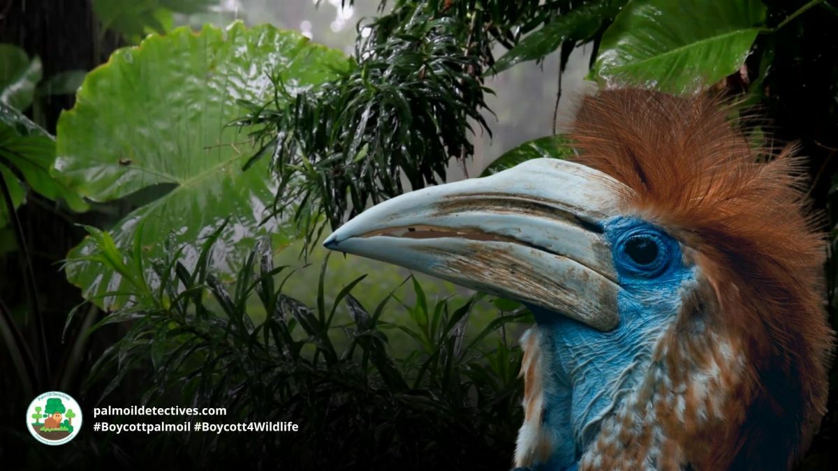 Yellow-casqued Hornbill Ceratogymna elata