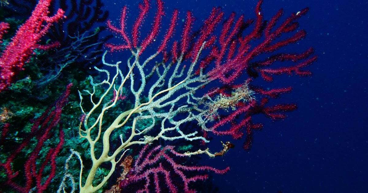 Verzweigte rote Gorgonie, die an den Rändern noch strahlend rot ist, aber in weiten Teilen bereits abgestorben weiß.
