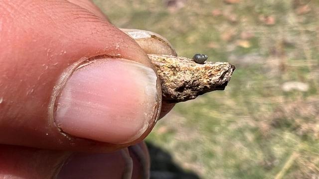 FILE - This photo provided by Lynne Buckner shows a Kings River pryg, a springsnail found in 13 isolated springs around Thacker Pass, 200 miles northeast of Reno, Nev., on April 7, 2022. Federal wildlife officials have agreed to conduct a full, year-long review to determine whether a tiny snail found only in high-desert springs near a huge lithium mine being built along the Nevada-Oregon line should be listed as a threatened or endangered species. The U.S. Fish and Wildlife Service said in a finding published in the Federal Register on Thursday, Feb. 8, 2024 enough scientific exits to warrant the review sought by environmentalists who say that groundwater pumping required for the operation of the Thacker Pass mine could push the Kings River pryg to the brink of extinction. (Lynne Buckner via AP)