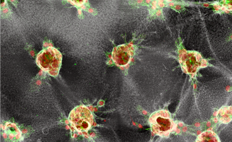 Postdoc/PhD in Cell Mechanobiology