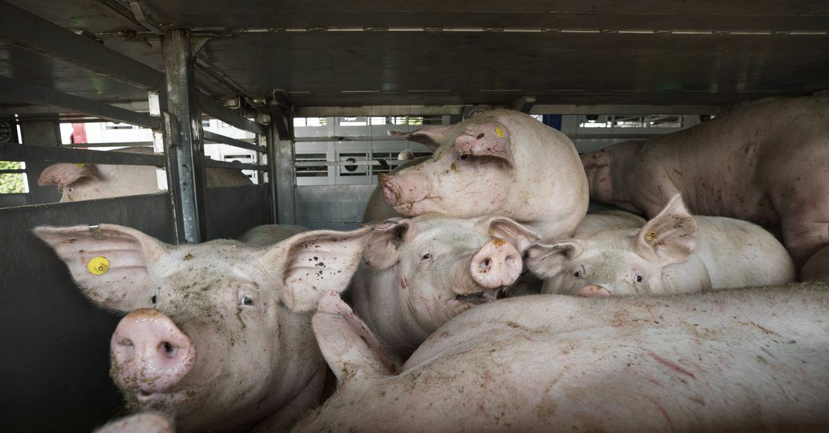 De Kamer botste woensdag hard met de minister Wiersma over het gebruik van elektrische veeprikkers, onder meer bij varkens.  