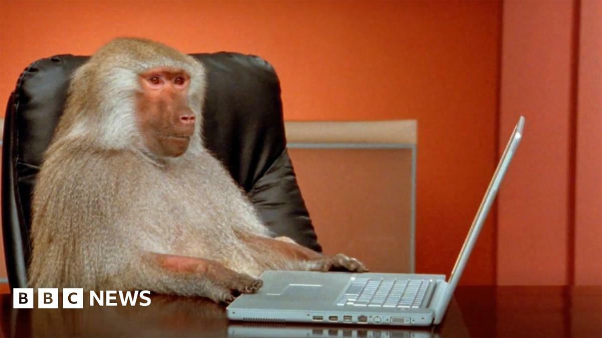 A baboon, sitting at a desk, touching a laptop keyboard