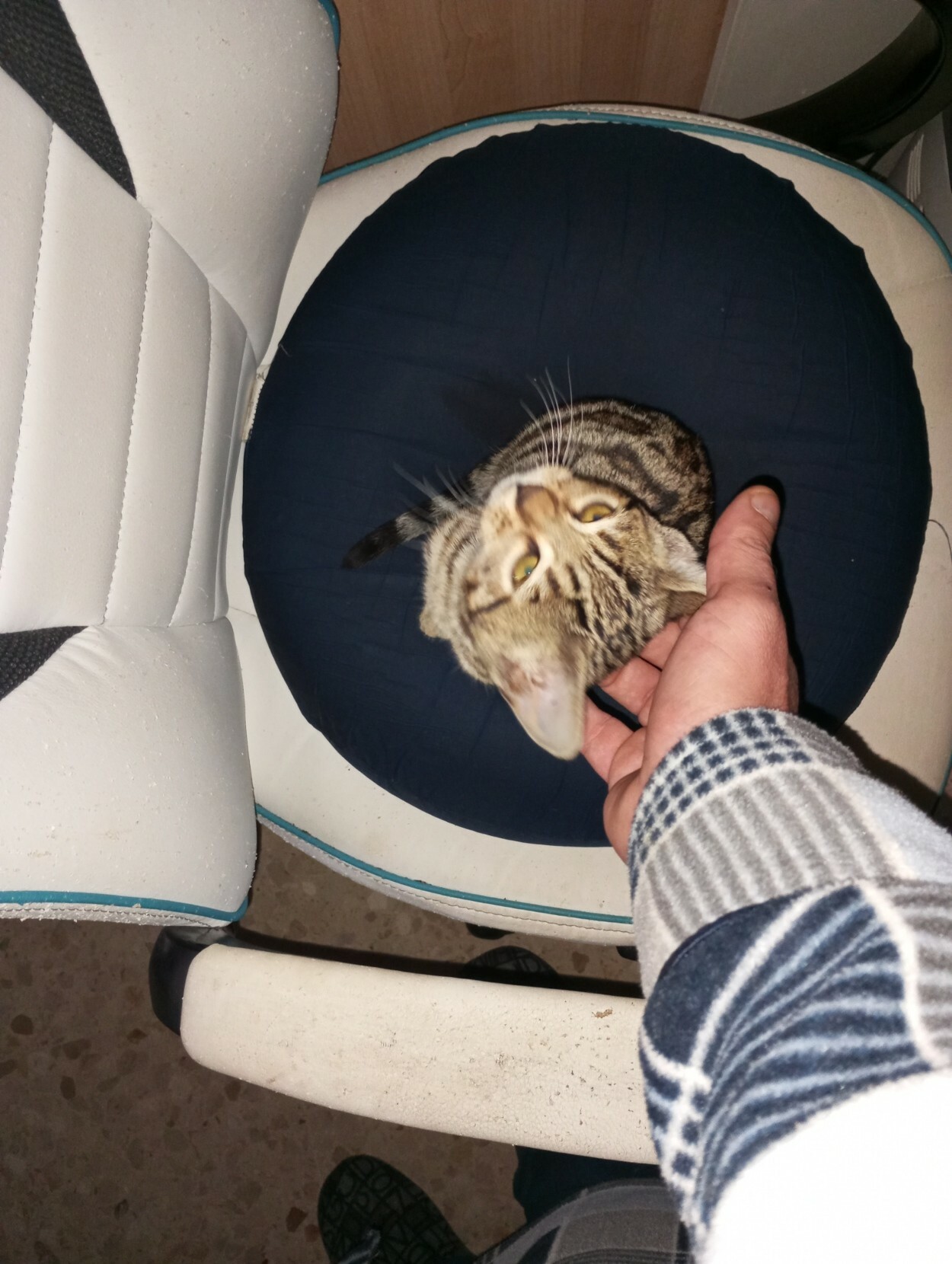 Gata bengalí de unos 3 meses, aprox, q' está sentada en un cojín azul y redondo, encima de una silla blanca, a la q' l' acaricia la cabecita un humano, 😺! Gata bengalí de unos 3 meses, aprox, q' está sentada en un cojín azul y redondo, encima de una silla blanca, a la q' l' acaricia la cabecita un humano, 😺!