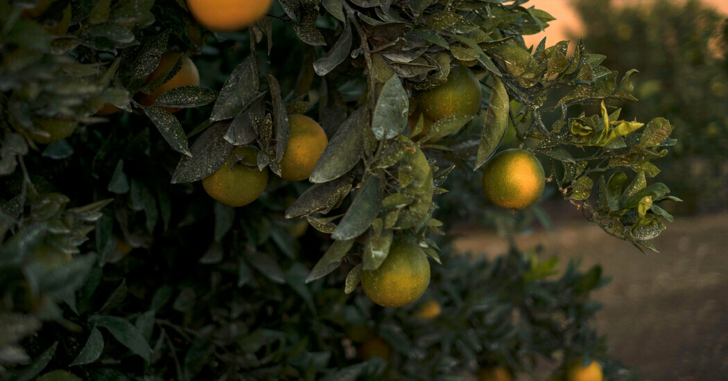 Mandarin trees in Bakersfield, Calif. The E.P.A. proposal would restrict use of the pesticide chlorpyrifos, with exceptions for 11 crops, including fruits commonly consumed by children.