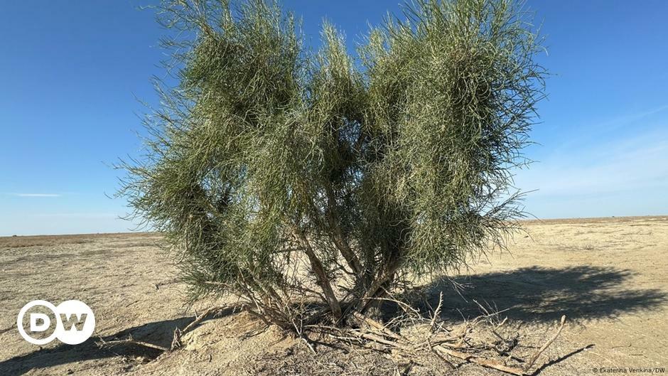 A photo of a saxual tree surrounded by desert