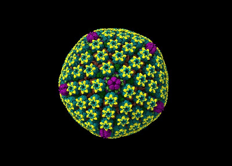 Genital Herpes Infection Affects Over 800 million people
