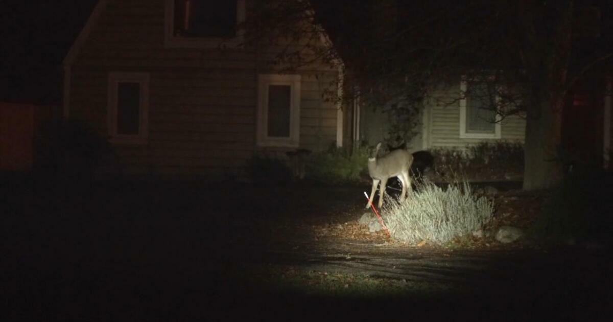 Kent County Deer Management Coalition Project