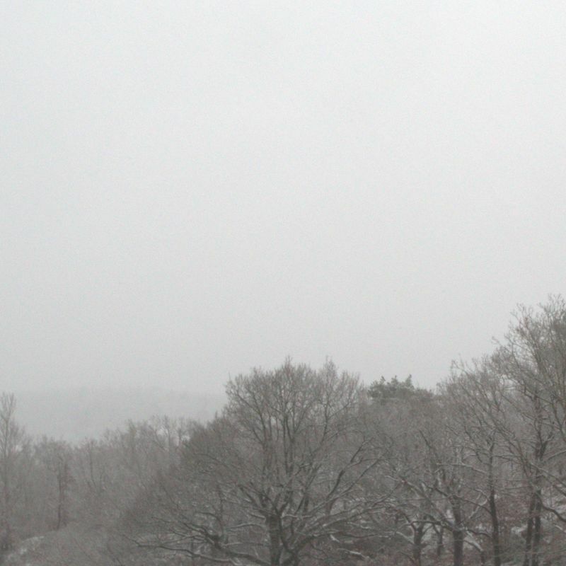 A winter landscape with trees and a gray sky