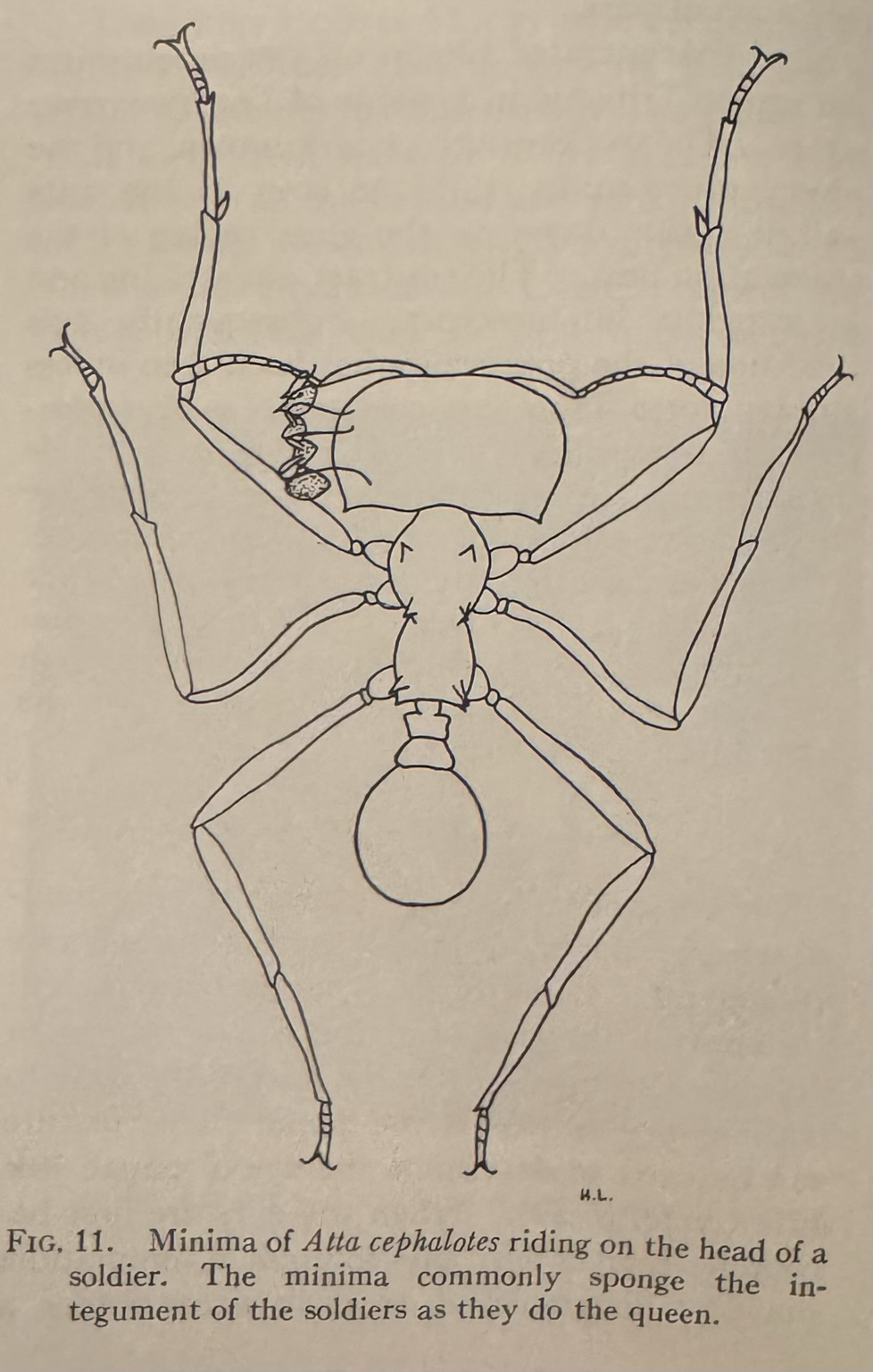 Scientific line drawing of a large leafcutter ant. She has six long  legs. Her head is bigger than her gaster. On her massive head full of muscle for cutting leaves her sister sits a small ant whose whole body is hardly as long as the head. It’s like a spider crab and a mite. 

Text: "Fig. 11 Minima of Atta cephalotes riding on the head of a soldier. The minima commonly sponge the integument of the soldiers as they do the queen."