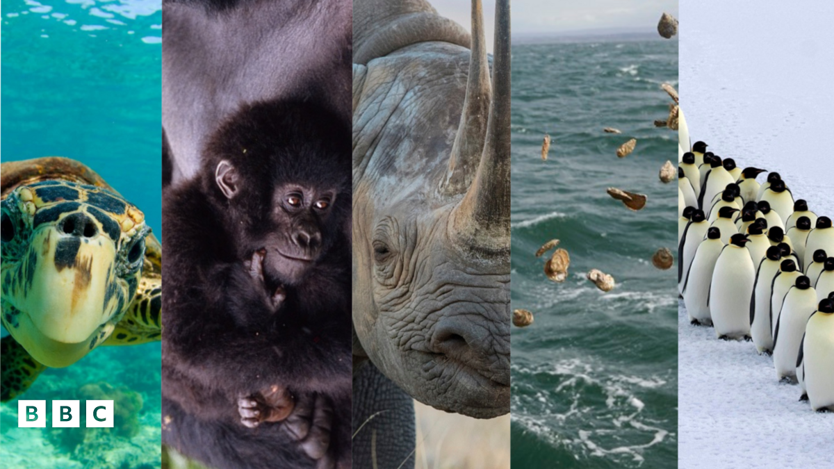 turtle, gorilla, rhino, oysters and penguins. 